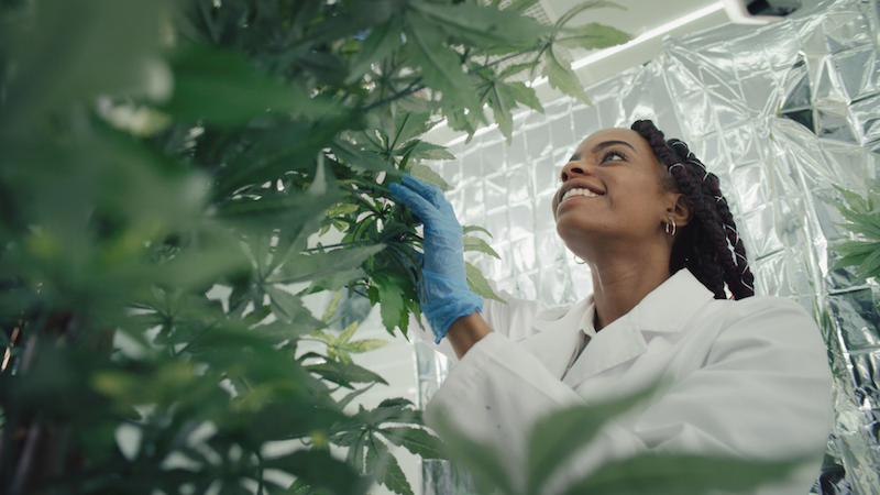 What the Marijuana Executive Order Means for Employer Policies Article Image